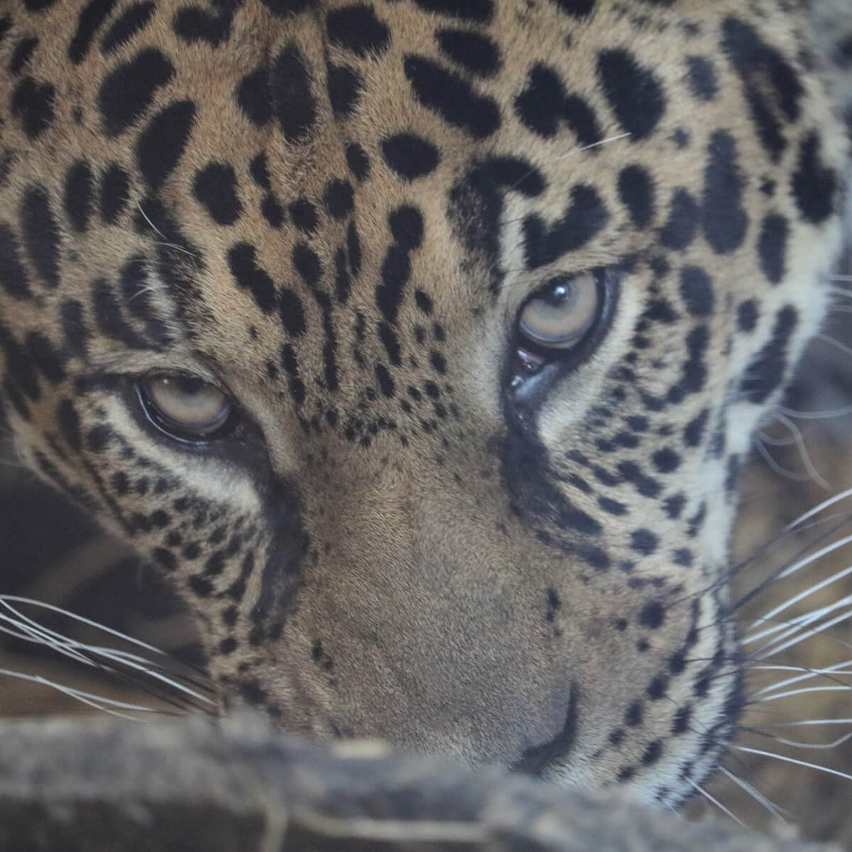 ジャガーに会える動物園 12か所 一覧とニュースまとめ 22年 Zoo Zoo Diary