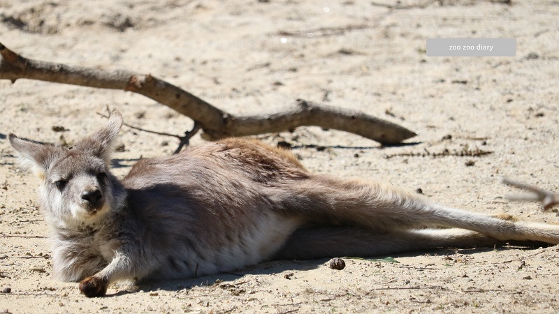 のんほいパーク ケナガワラルー