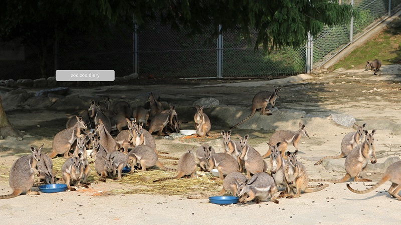 ひびき動物ワールド シマオイワワラビー 群