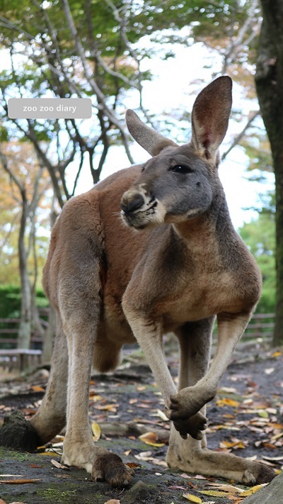 アフリカンサファリ アカカンガルー 近