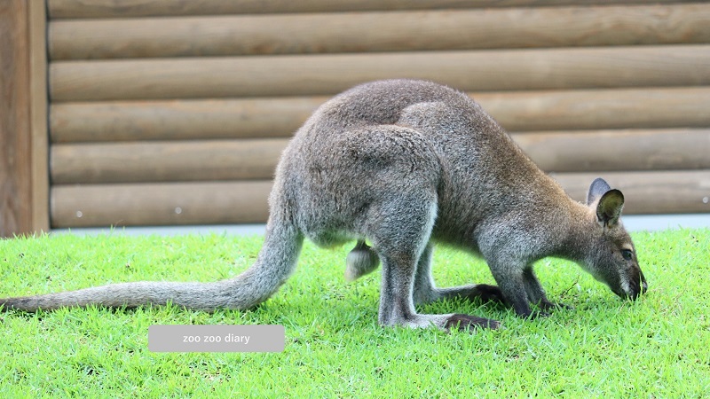 平川動物公園 アカクビワラビー