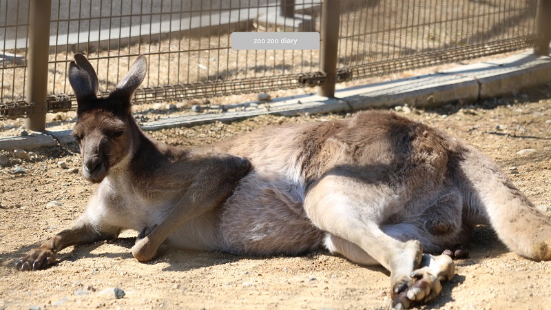 浜松市動物園 クロカンガルー