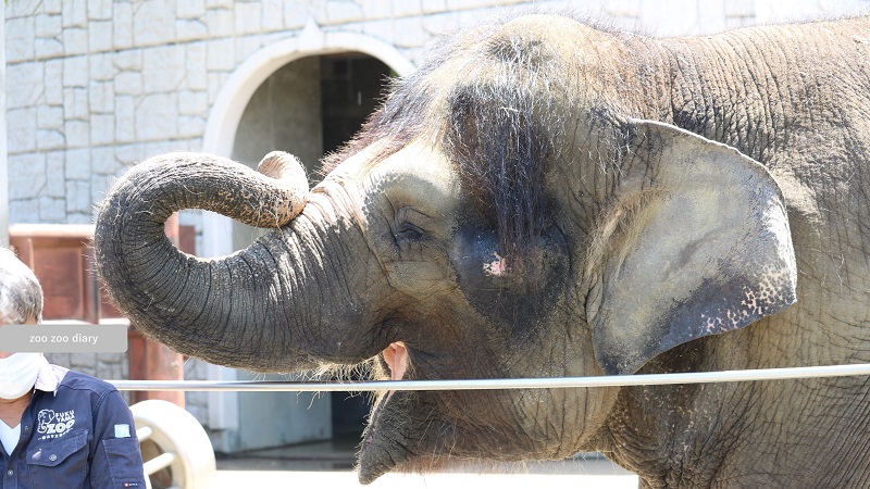 福山市立動物園　ボルネオゾウ　ふくちゃん