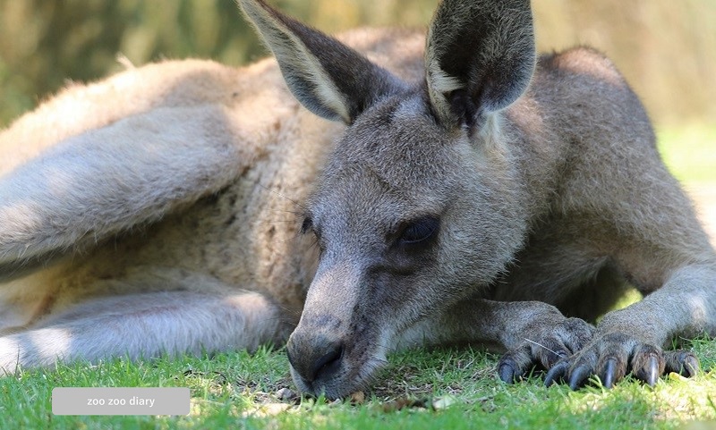 長崎バイオパーク オオカンガルー 近