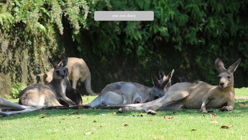 長崎バイオパーク オオカンガルー群