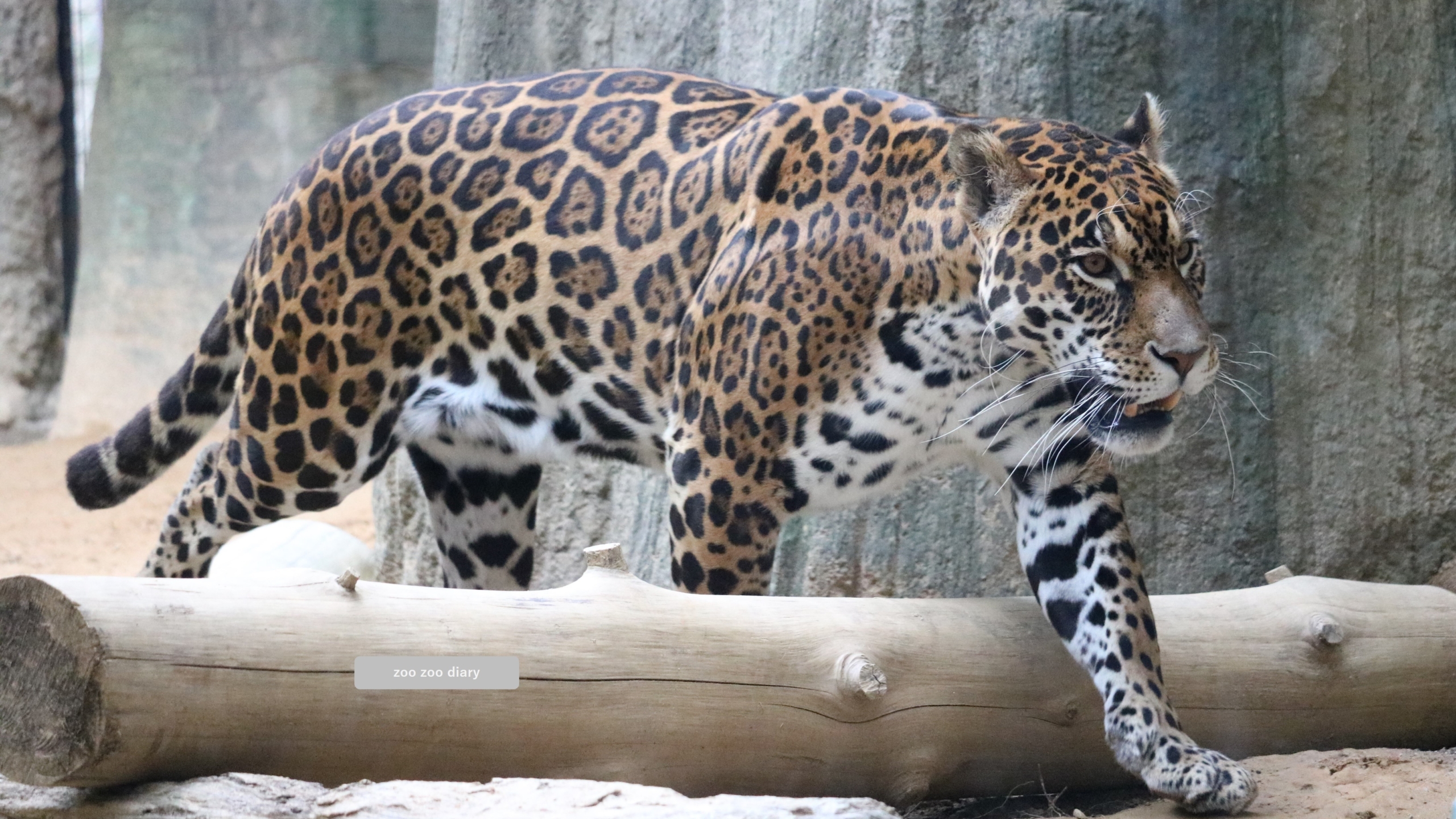 ジャガーとヒョウの違い｜柄も特技も住んでいる場所も違うよ – zoo zoo 