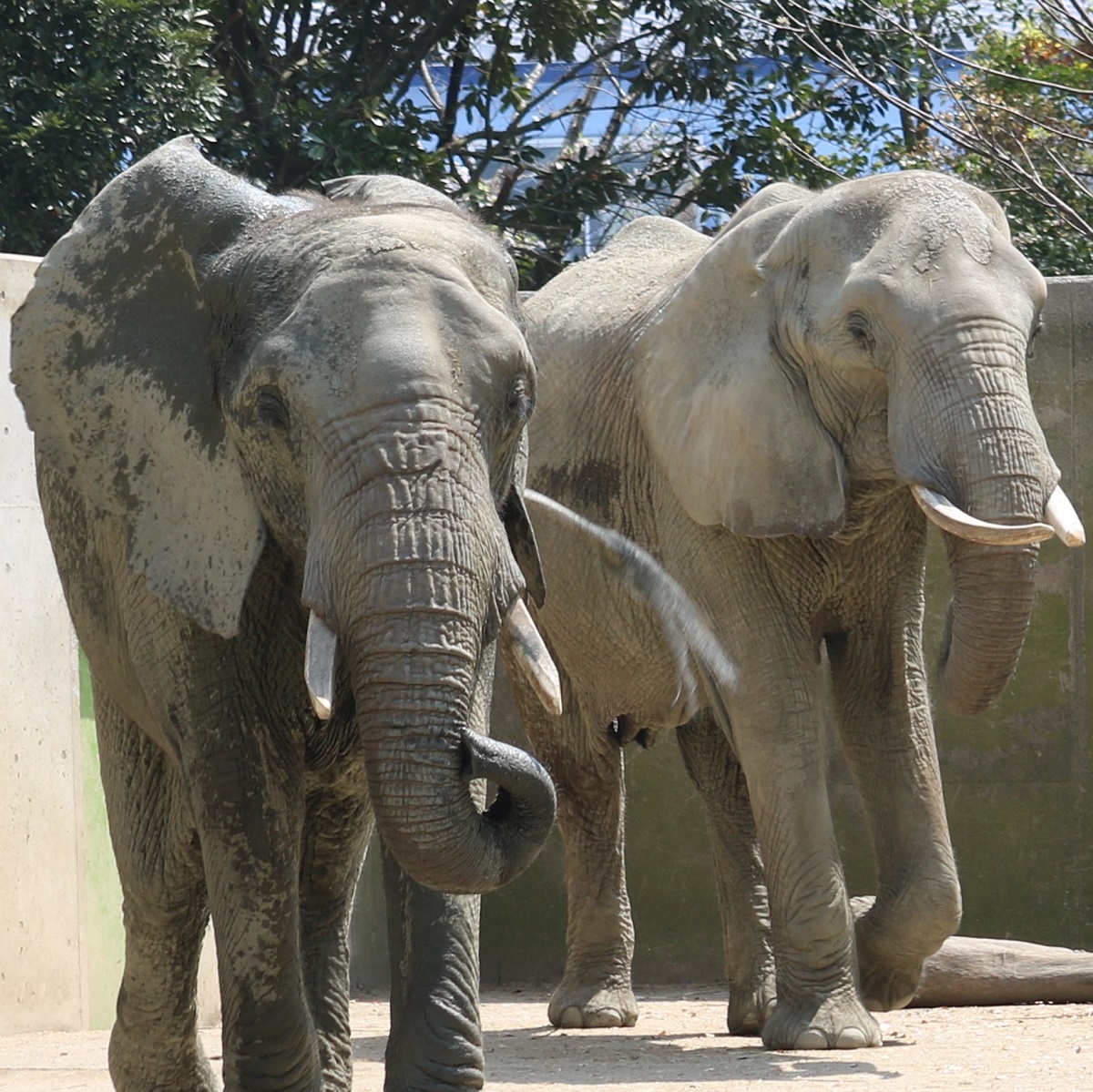 日本のアフリカゾウ全22頭 動物の相関図 22年7月 Zoo Zoo Diary