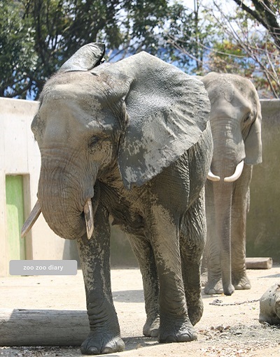熊本市動植物園　アフリカゾウ　２頭