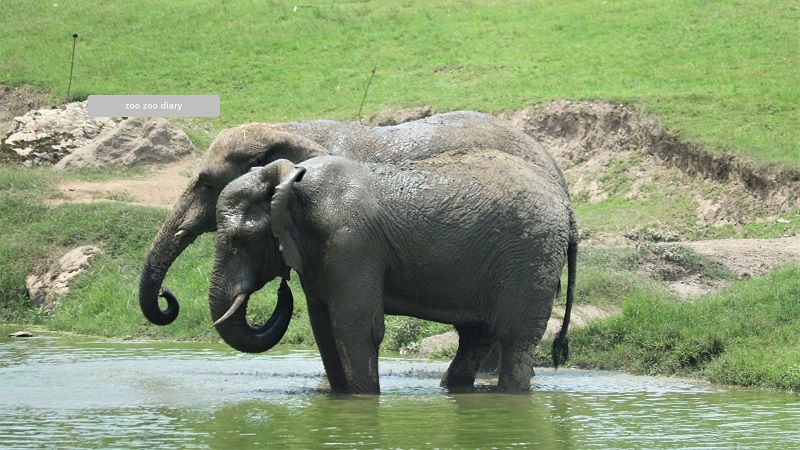 秋吉台サファリ　アフリカゾウ　２頭