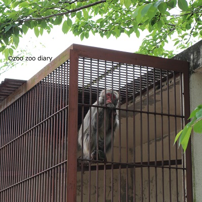 徳山動物園　サルの檻