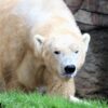 Polar Bear|ホッキョクグマの記事一覧