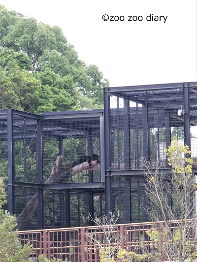 平川動物公園　ジャガー　展示