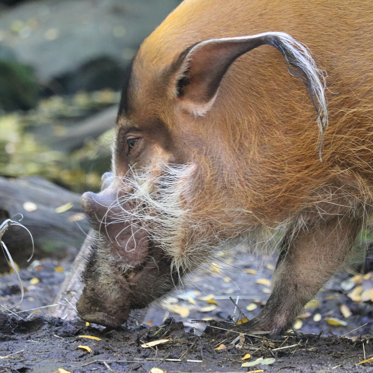 アカカワイノシシに会える動物園 生態と特徴まとめ Zoo Zoo Diary