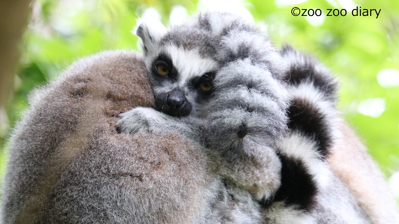 ワオキツネザル 生態と特徴 ひなたぼっこ大好きなマダガスカルの動物 Zoo Zoo Diary