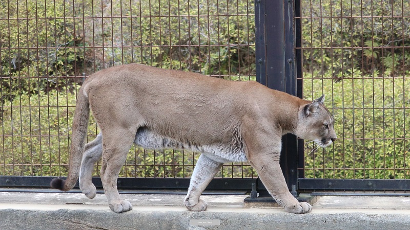 日本にいるピューマ全11頭【動物の相関図】2024年2月 – zoo zoo diary
