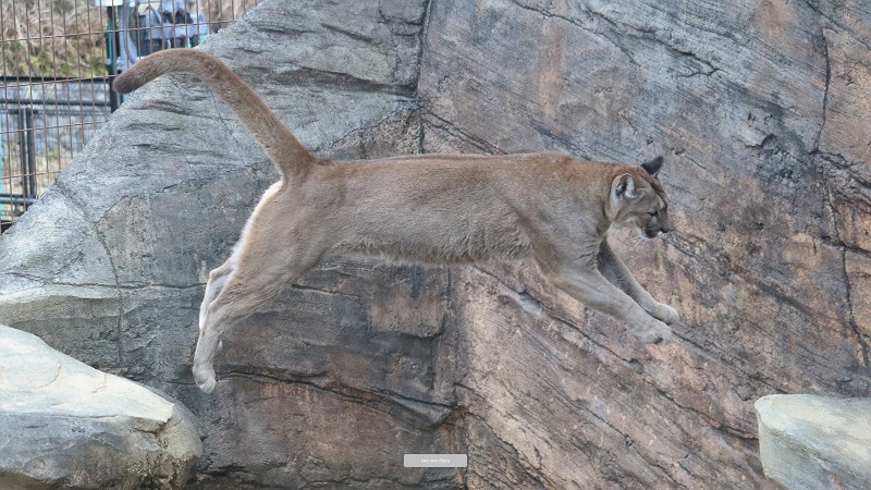 日本にいるピューマ全14頭【動物の相関図】2025年8月 – zoo zoo diary