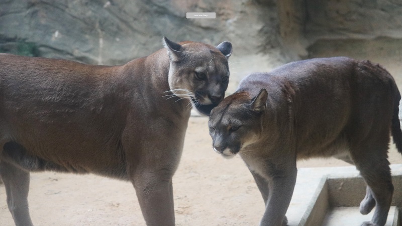 ピューマに会える動物園【日本に6か所14頭だけ】一覧とニュースまとめ – zoo zoo diary