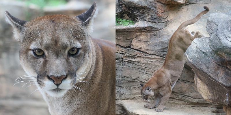 ピューマに会える動物園【日本に6か所14頭だけ】一覧とニュースまとめ – zoo zoo diary