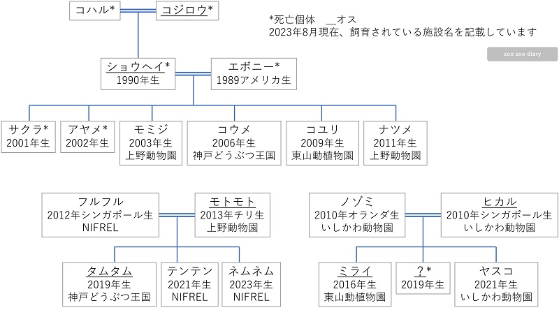 日本にいるコビトカバの相関図 家系図