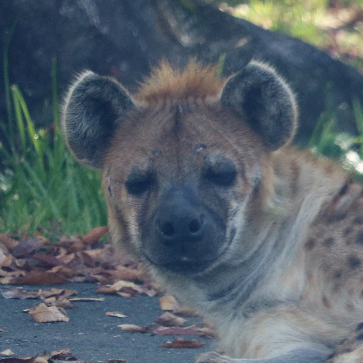 日本の動物園にいるサーバル29頭【動物の相関図】2025年8月 – zoo zoo diary