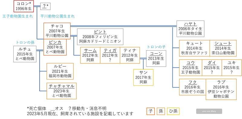 福岡市動物園のビントロング コロンの家系図