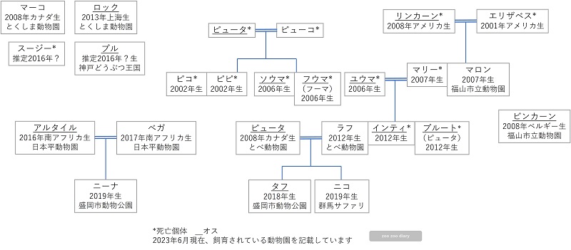 日本の動物園 ピューマ 相関図 家系図