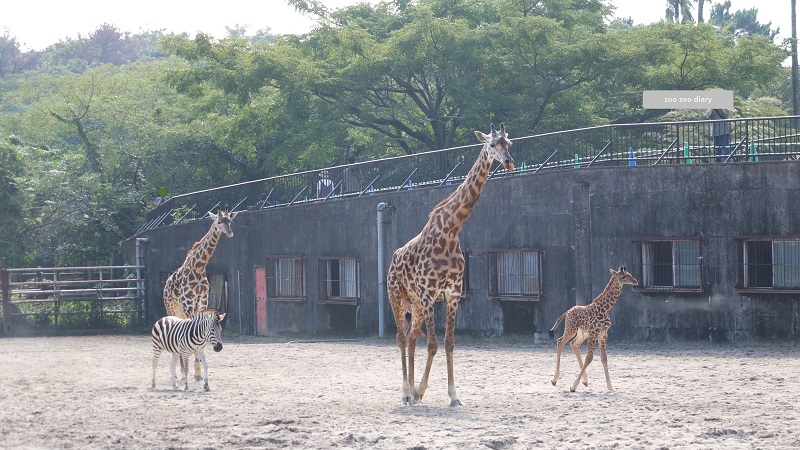 宮崎市フェニックス自然動物園　マサイキリンの母子