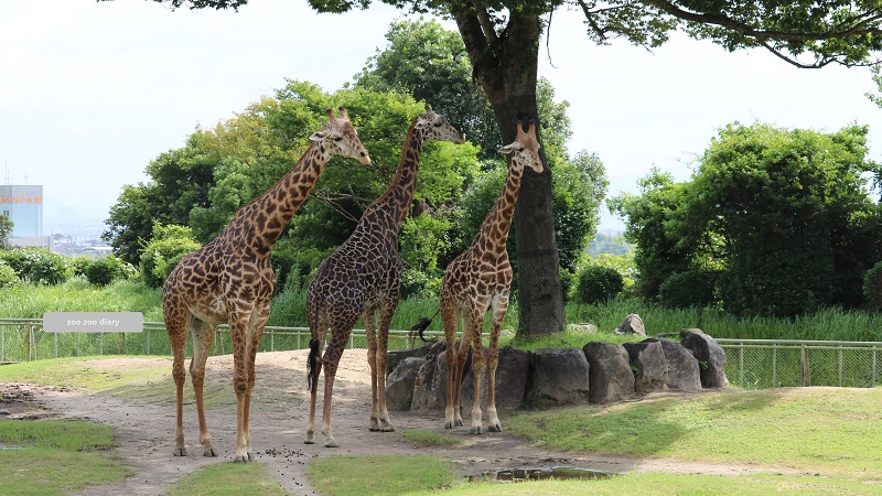 平川動物公園　マサイキリン父子３頭