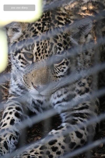 沖縄こどもの国 ジャガーの子