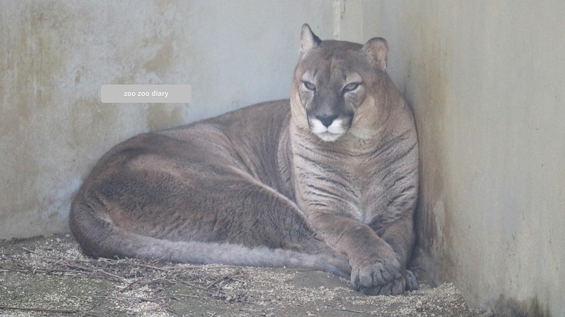 ピューマ 福山市立動物園
