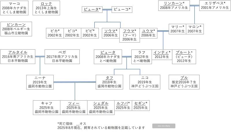 日本にいるピューマの家系図 相関図