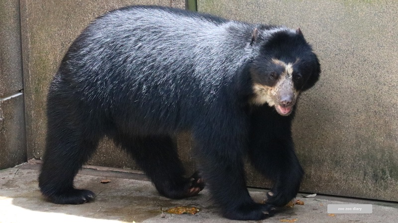 メガネグマ　雪雄　ズーラシア