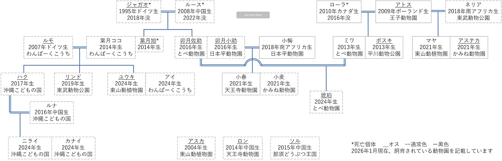 動物園のジャガー　相関図　家系図
