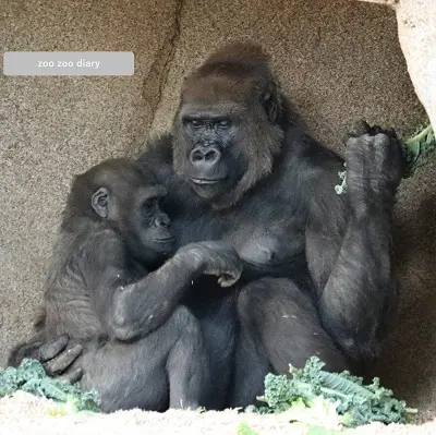 サンディエゴ動物園サファリパーク ゴリラの母子