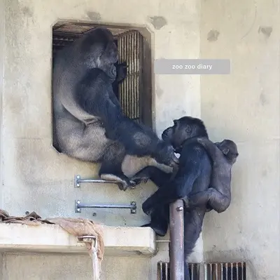 東山動植物園 ゴリラの群れ