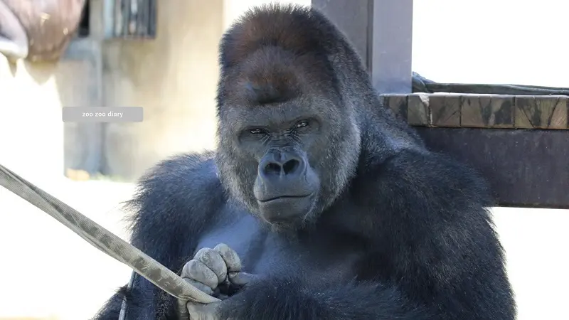 東山動植物園 ニシローランドゴリラ シャバーニ