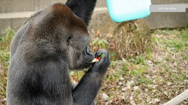 福岡市動物園　ゴリラ　ビンドン