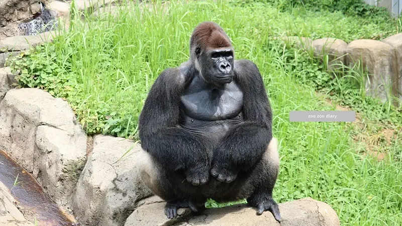 千葉市動物公園 ゴリラのモンタ