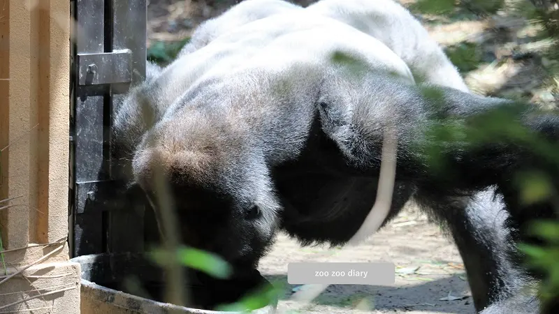 京都市動物園 ゴリラ モモタロウ 飲水