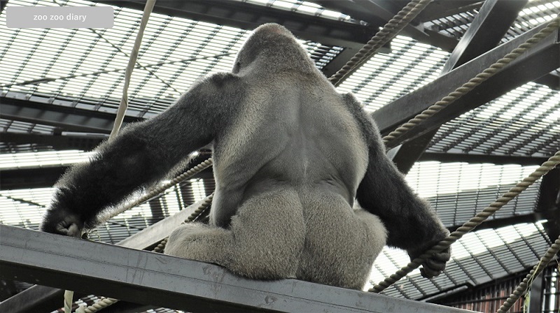 京都市動物園 ゴリラ シルバーバック