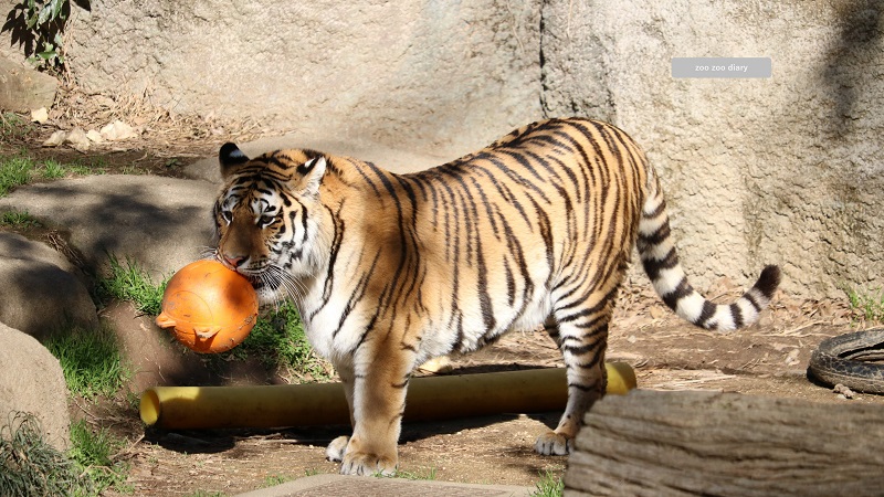 浜松市動物園 アムールトラ サーシャ