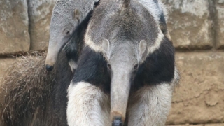 Thumbnail of post image 037