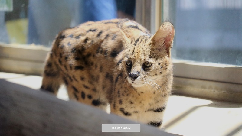 サーバル　福山市立動物園　ディーン