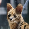 サーバル　福山市立動物園　表紙