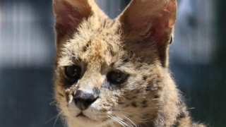 サーバル 福山市立動物園 表紙