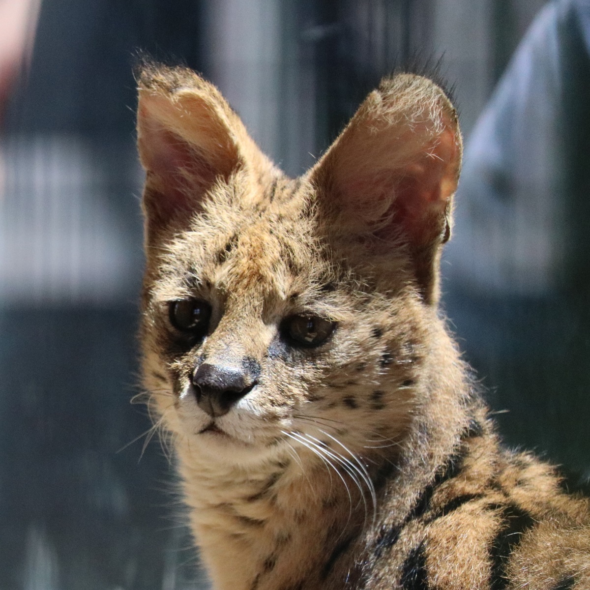 サーバルキャット　毛皮 サーバルキャット 毛皮 - メルカリ