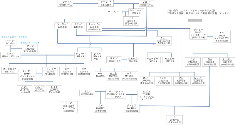 ボルネオオランウータンの家系図 相関図 日本の動物園