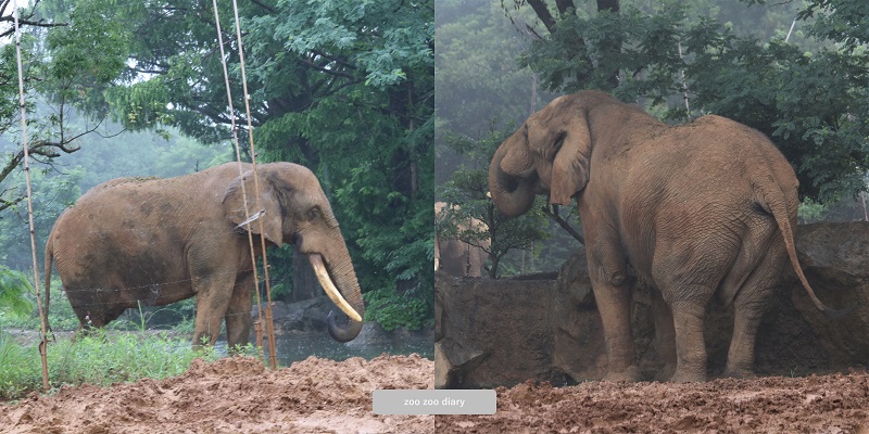 八木山動物公園　オスのゾウ　ベン