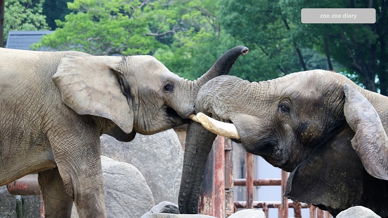 安佐動物公園　サバンナゾウとマルミミゾウ　2種