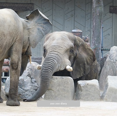 安佐動物公園　サバンナゾウとマルミミゾウ